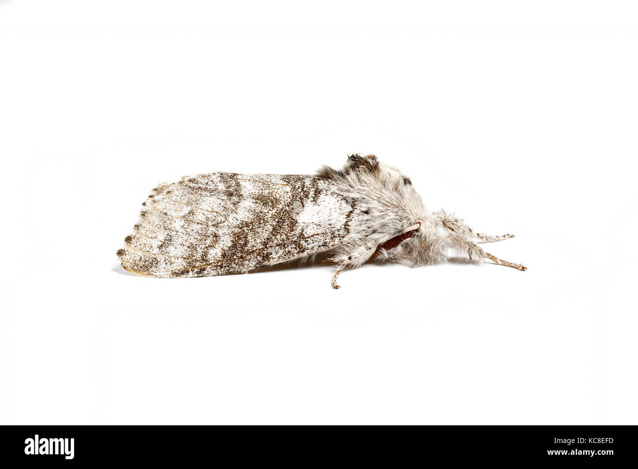 Pale Tussock moth, Calliteara pudibunda, Catbrook, Monmouthshire, maggio. Famiglia Erebidae. Focus-immagine sovrapposta. Foto Stock