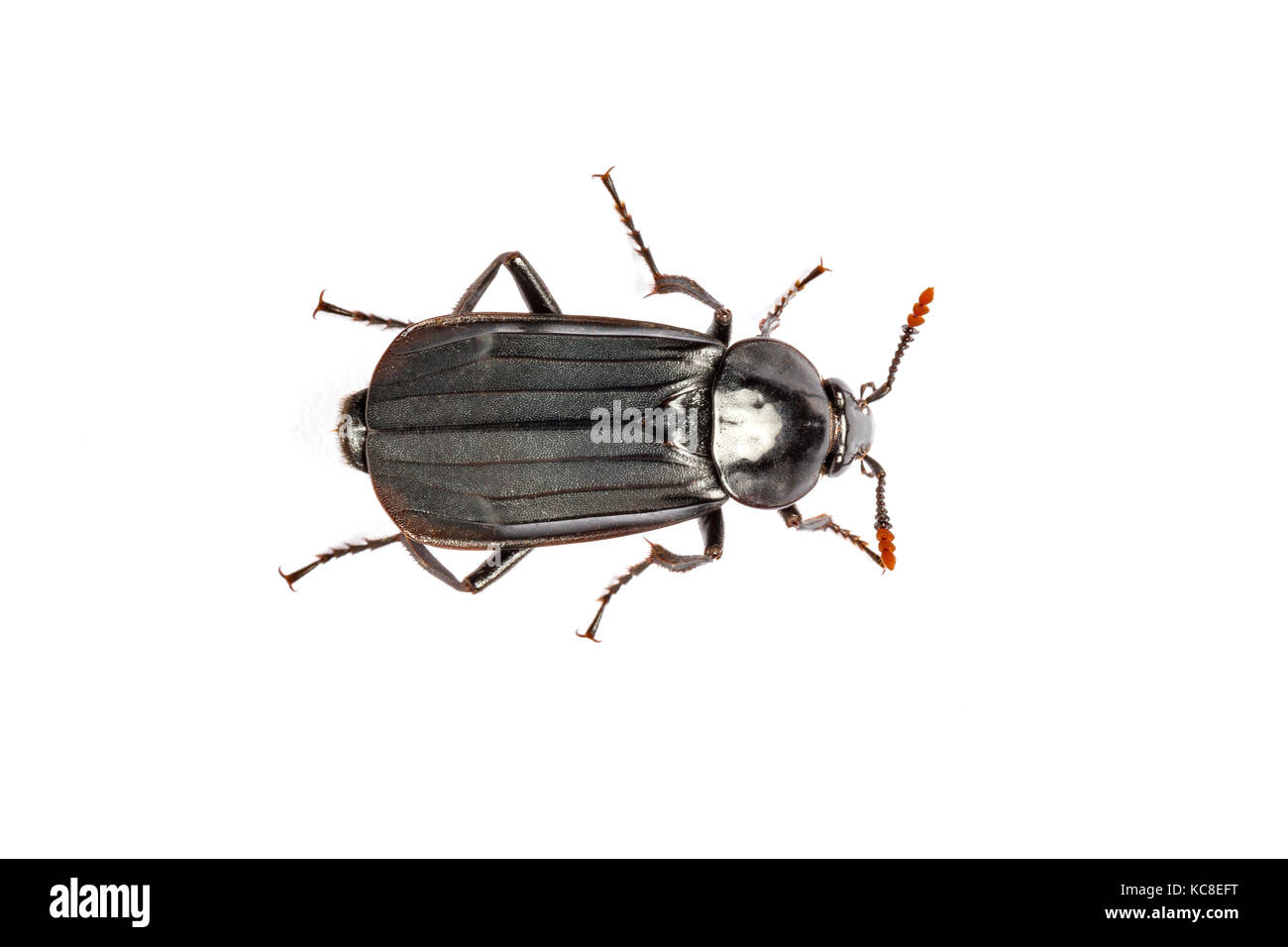 Black Carrion Beetle, Necrodes littoralis, Catbrook, Monmouthshire, Galles, Giugno. Famiglia Silphidae Foto Stock