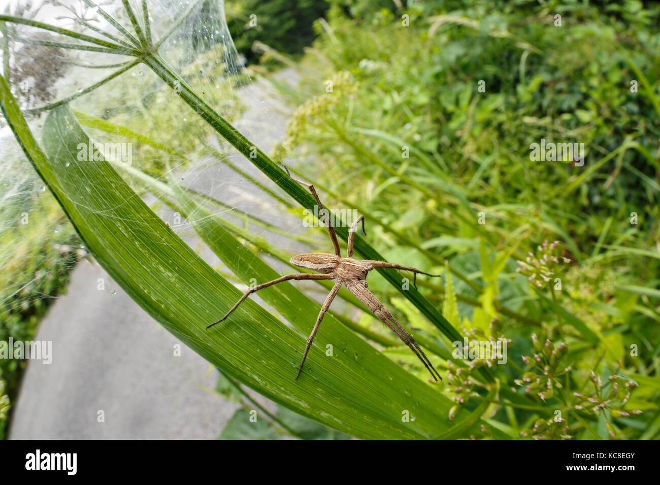 Vivaio Spider Web, Pisaura mirabilis, custodendo il nido di spiderlings. Tintern, Monmouthshire, Galles, Giugno. Foto Stock