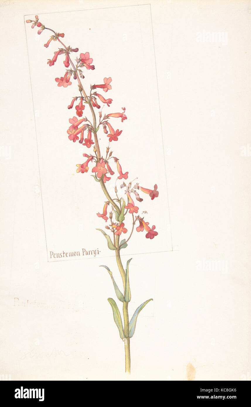 Penstemon Parryi, Margaret Neilson Armstrong, 1909-14 Foto Stock