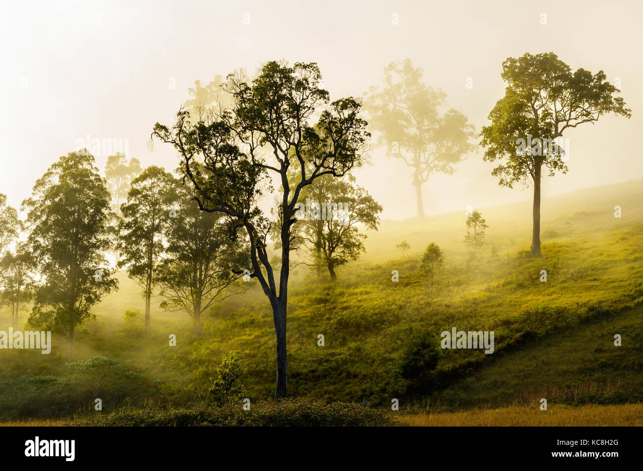 Nebbia di mattina in Rawdon Vale. Foto Stock