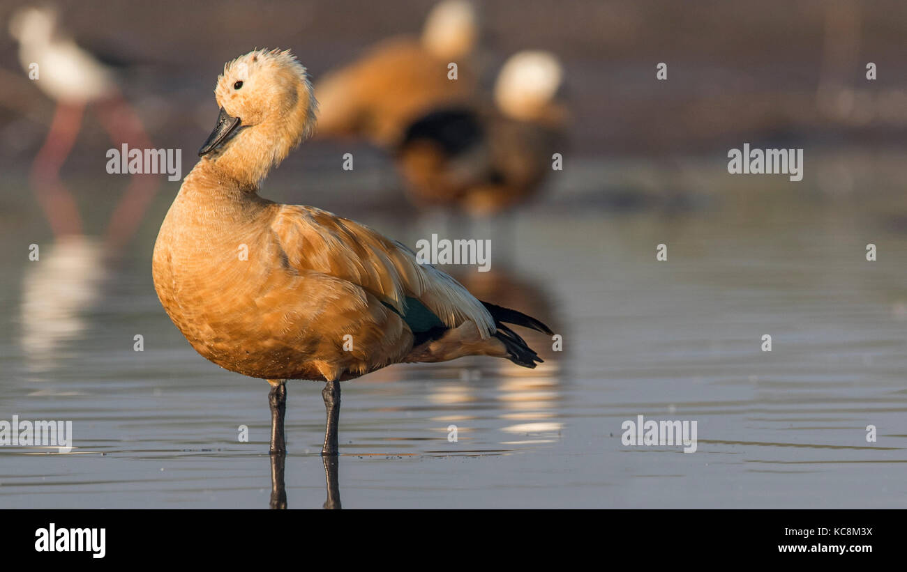 Anatra brahminy gettando qualche atteggiamento al sunrise Foto Stock