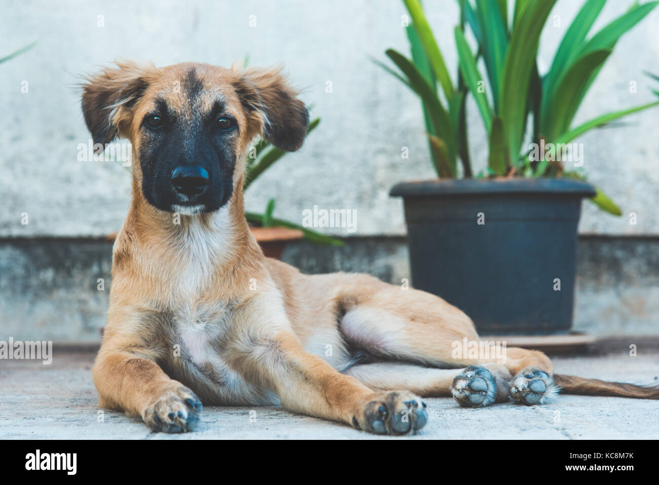 Posa reale dal nostro amico a 4 zampe Foto Stock