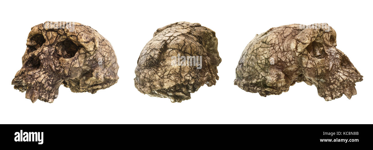 Set di Sahelanthropus tchadensis cranio ( tumaï ) . scoperto nel 2001 nel deserto djurab nel nord del Ciad , Africa centrale . datata a 7-6 milioni di anni Foto Stock