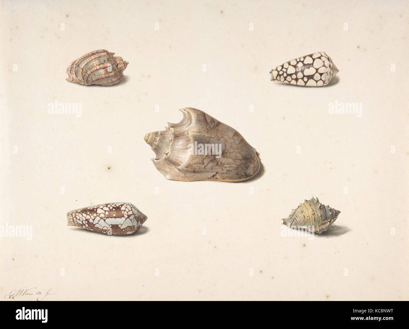 Cinque proiettili, n.d., acquerello, foglio: 9 5/16 x 12 3/8 in. (23,7 x 31,4 cm), disegni, George Jacobus Johannes van Os (Olandese Foto Stock