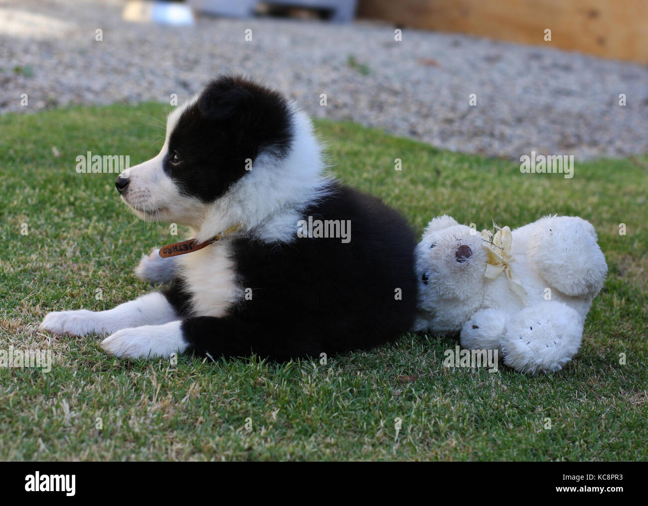 Il bambino si riposa. Un dolce cucciolo di Collie con il suo orsacchiotto. Foto Stock