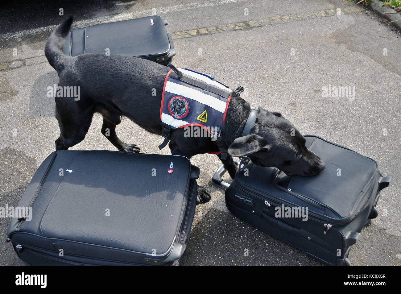 La dogana francese tiene un trapano con i cani di sniffer 'di soldi di contanti ', Villeurbanne, Francia Foto Stock