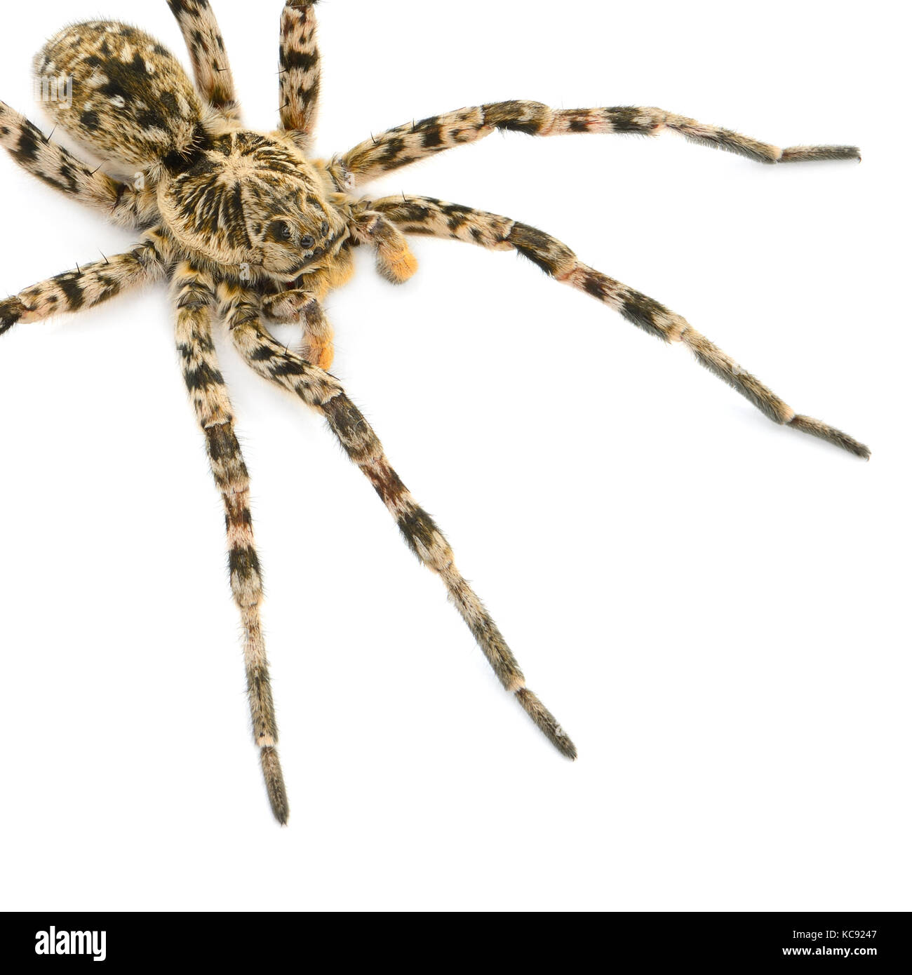 Tarantulas spider isolati su sfondo bianco Foto Stock