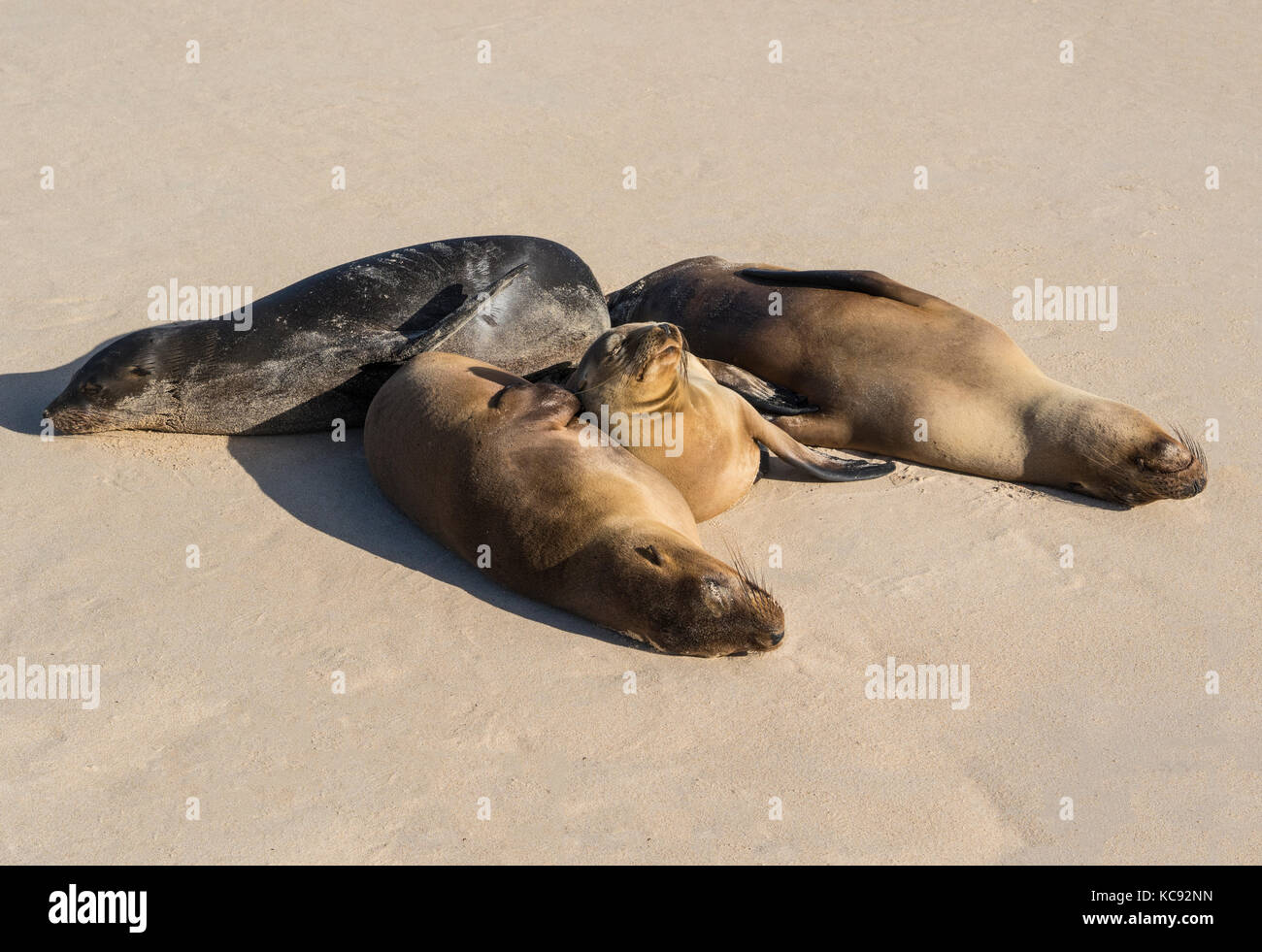 Le guarnizioni sulla isla santa fe - Galapagos, Ecuador Foto Stock