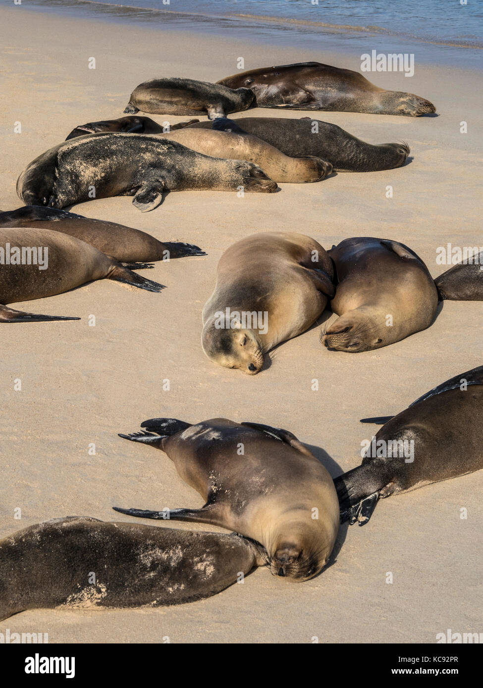 Le guarnizioni sulla isla santa fe - Galapagos, Ecuador Foto Stock