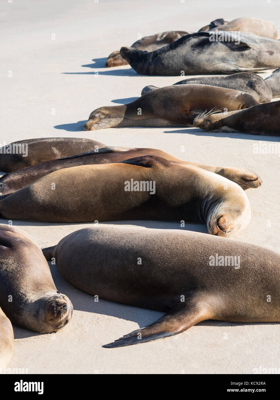 Le guarnizioni sulla isla santa fe - Galapagos, Ecuador Foto Stock