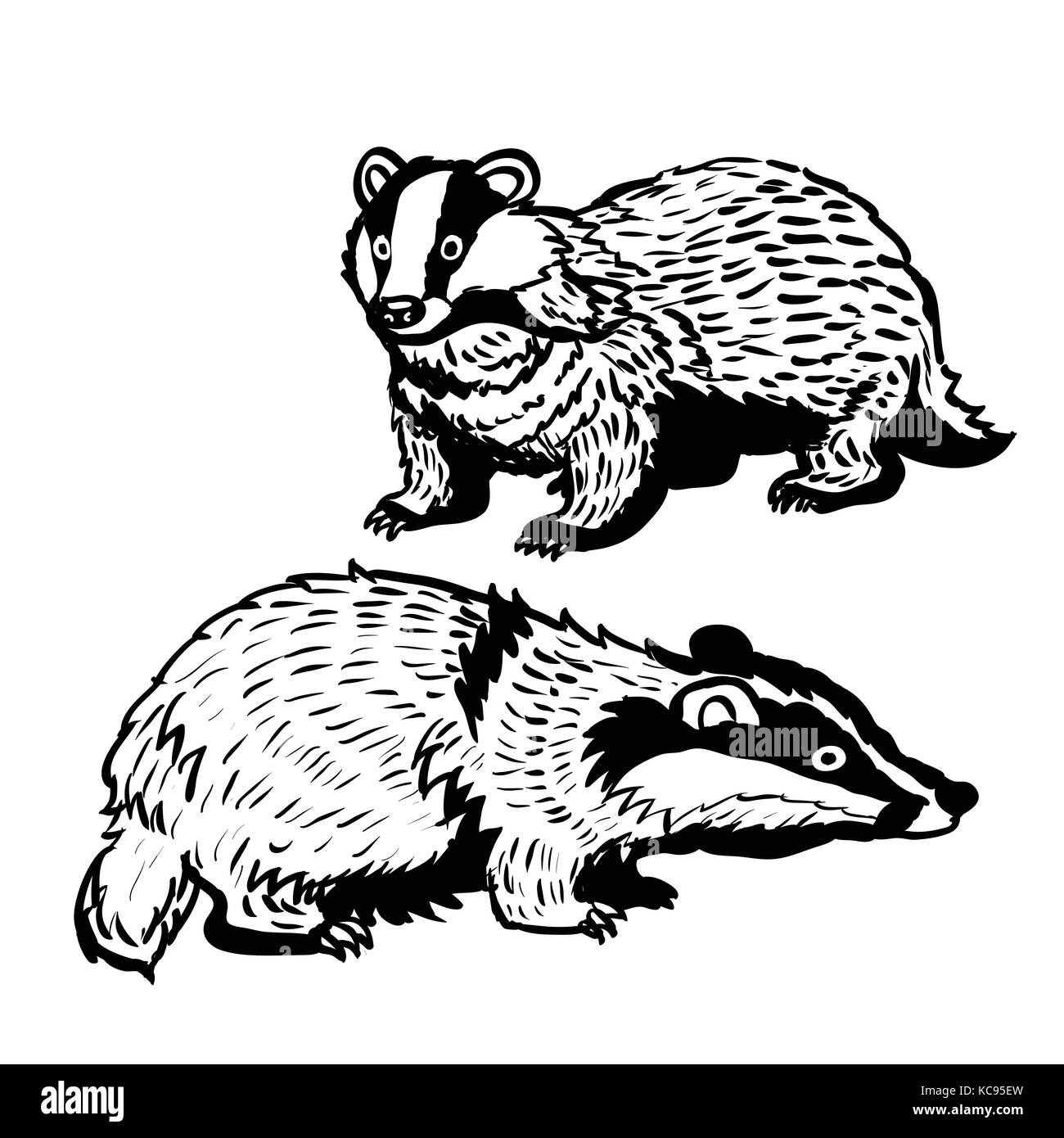 Disegno a mano di due badgers su sfondo bianco in bianco e nero linea semplice illustrazione vettoriale per libro da colorare - linea tracciata vettore Illustrazione Vettoriale