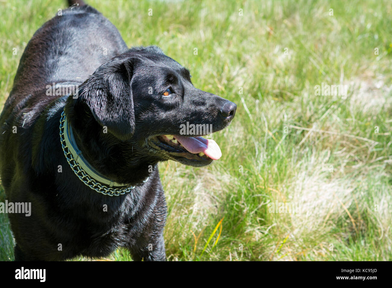 Nero Labrador retriever cane ritratto. Bella big dog. Foto Stock