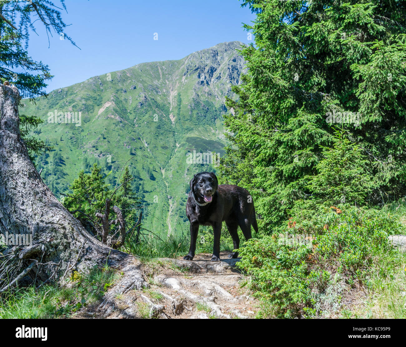 Il Labrador Retriever cane nero laici in montagna. Grande e bella vecchi cani Foto Stock