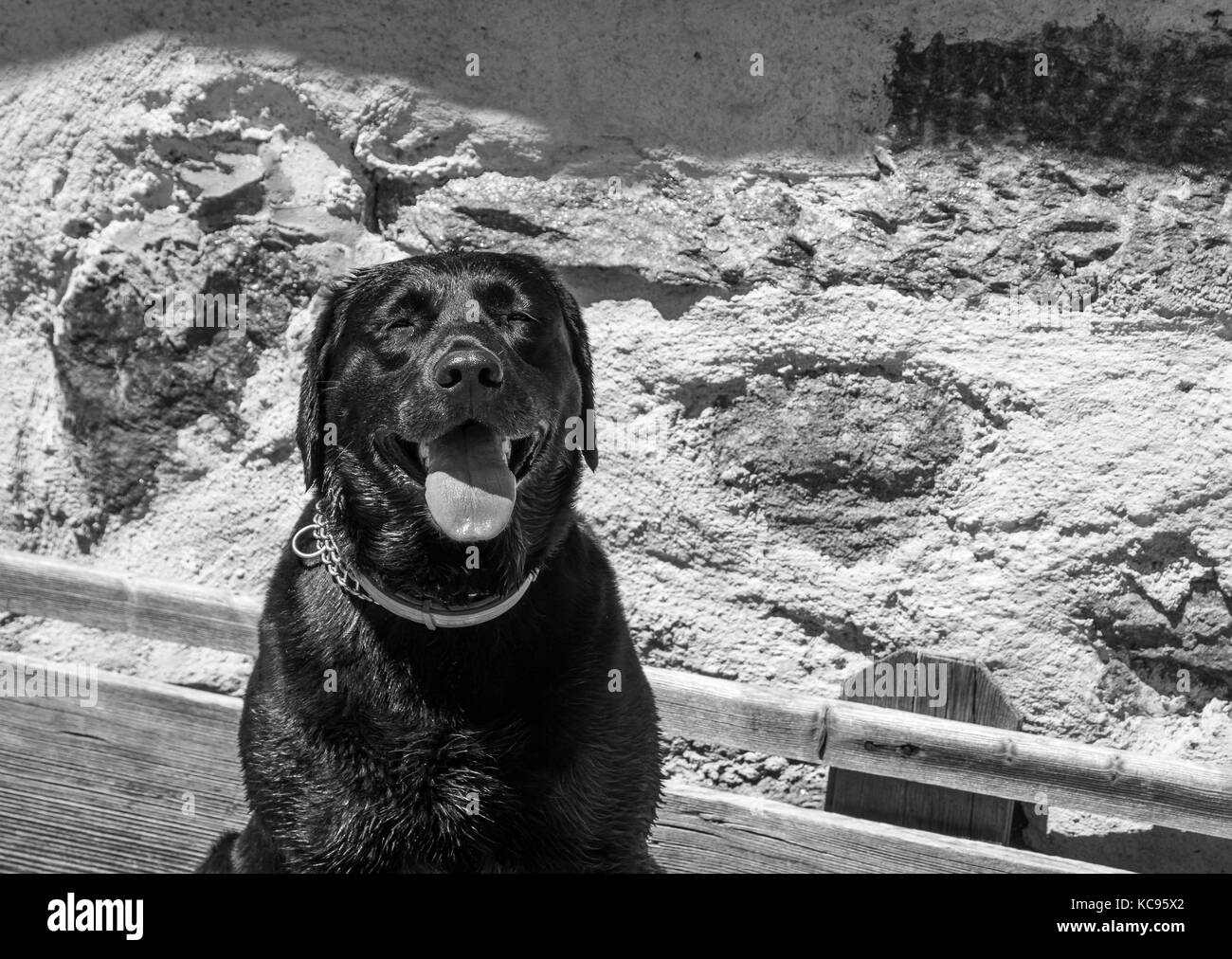 Nero Labrador retriever cane ritratto. Grande e bella vecchio cane. Immagine in bianco e nero Foto Stock