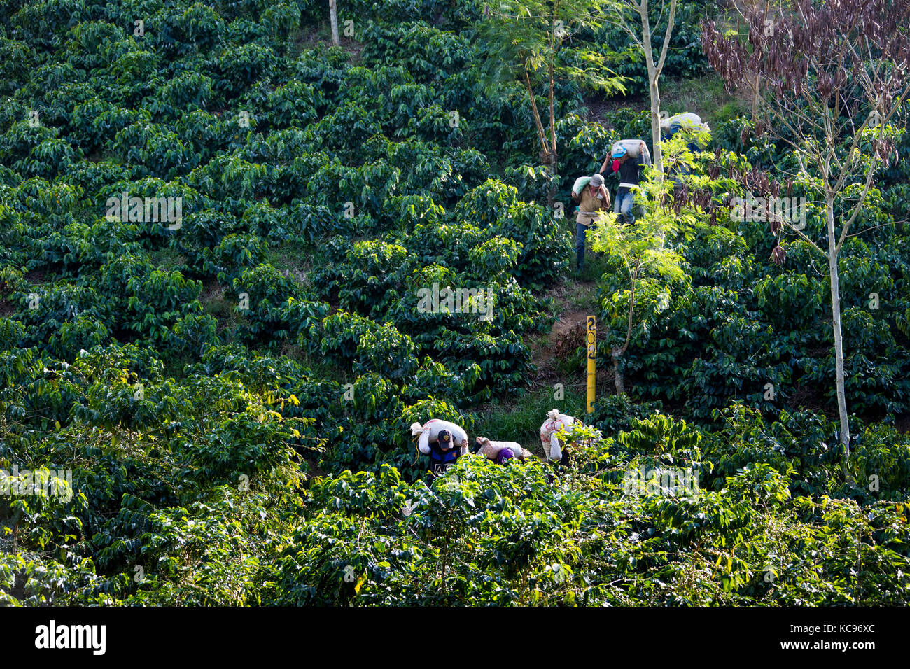 Raccoglitori che trasportano i fagioli dal campo, Hacienda Venecia azienda di caffè, Manizales (Colombia) Foto Stock