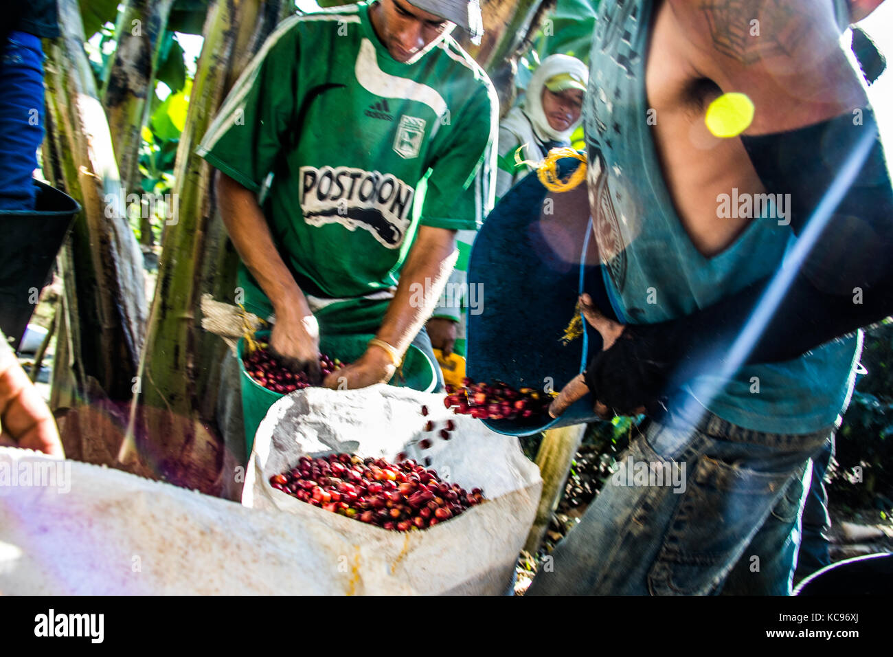 Raccoglitori di caffè o cafeteros alla Hacienda Venecia azienda di caffè, Manizales (Colombia) Foto Stock