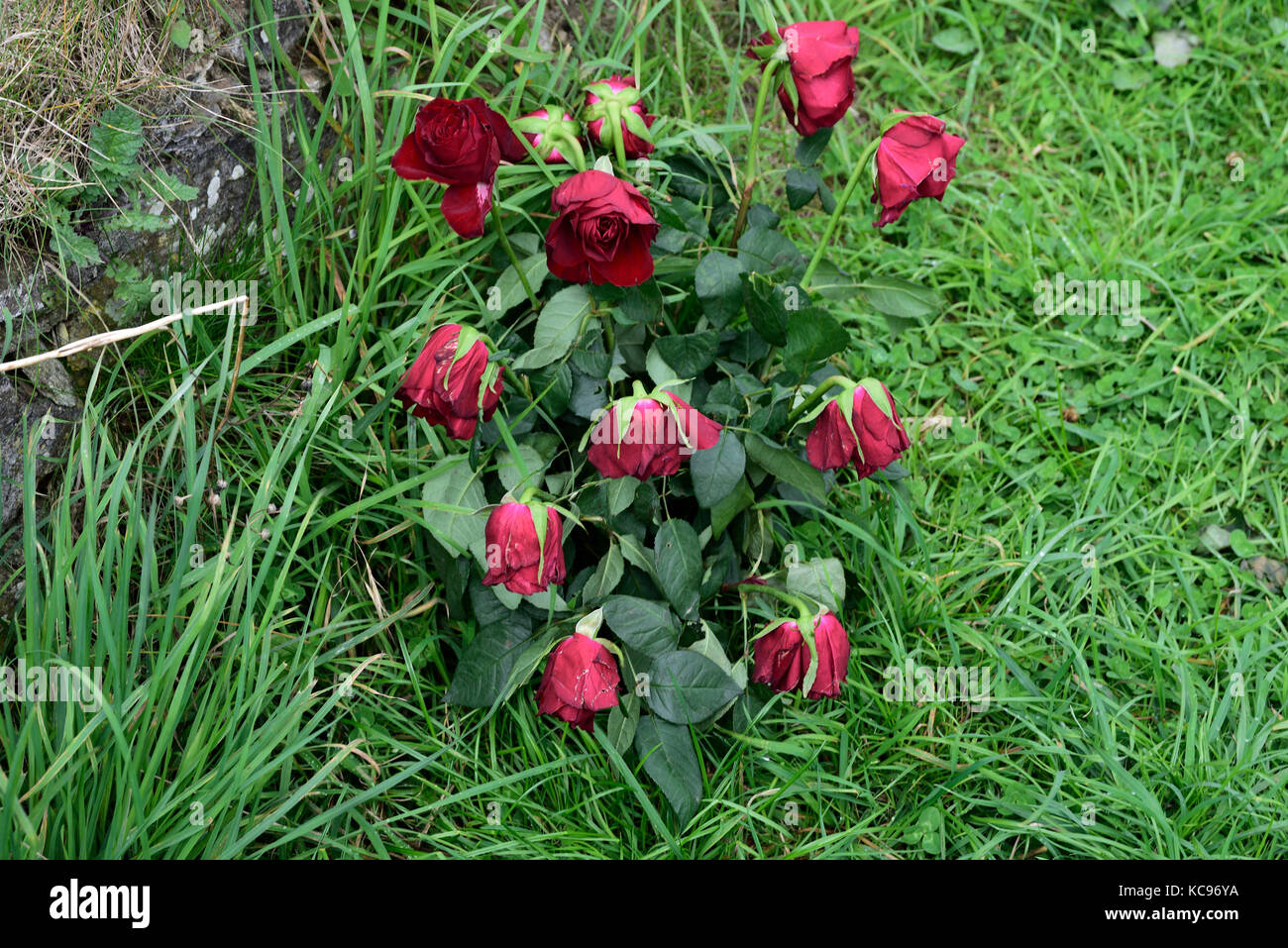 Le rose presso il sito di San Piran la chiesa vicino l'Oratorio, un antico sito che è stato scavato e riposizionato per evitare di violare le sabbie. Foto Stock