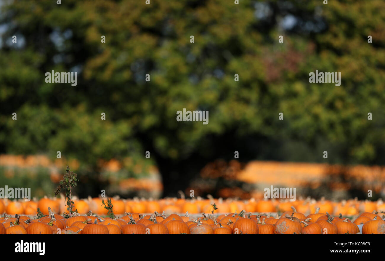 Raccolte le zucche si trovano in fila in un campo vicino a Romsey nel Hampshire. Foto Stock