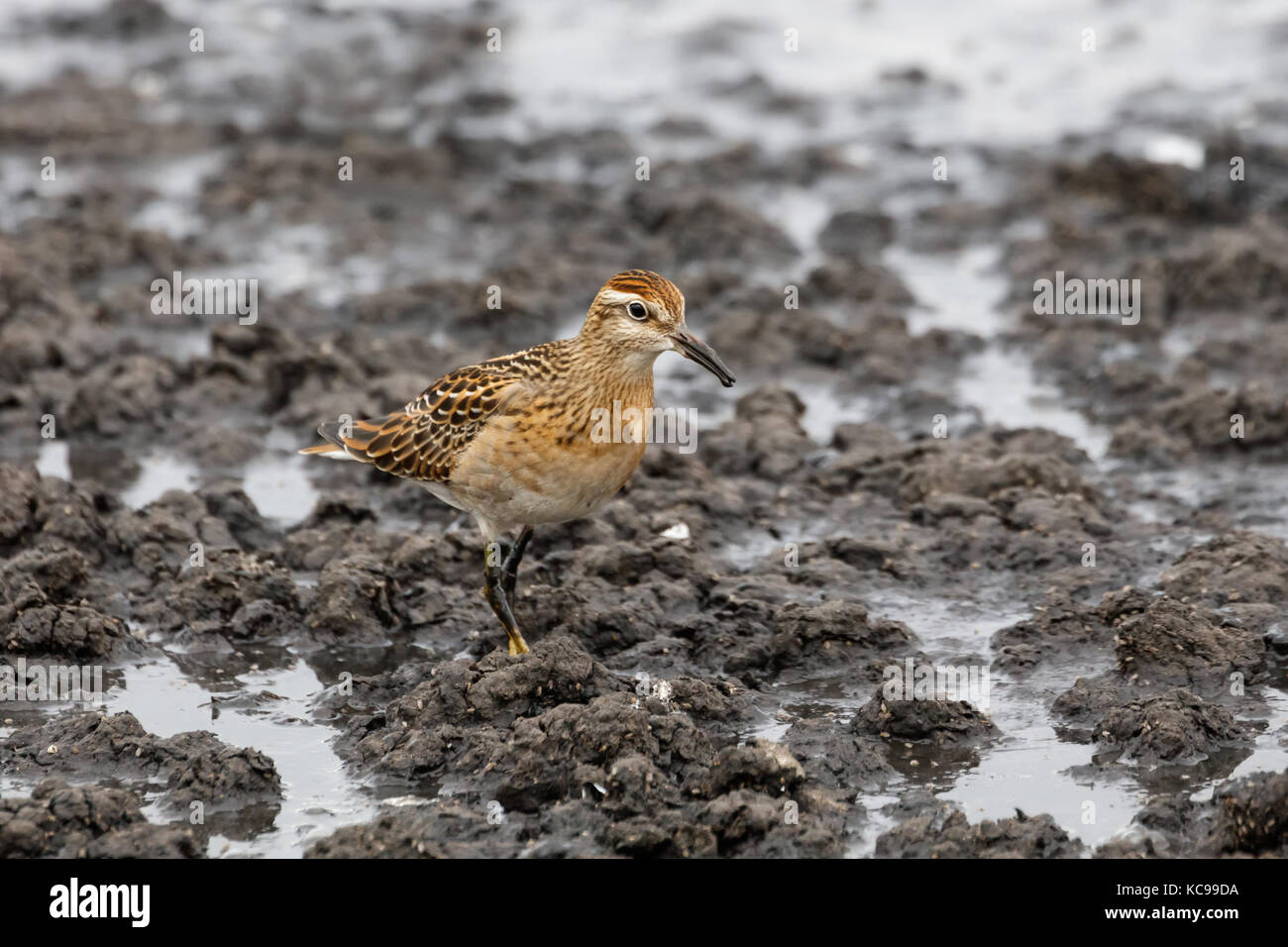 Sharp tailed sandpiper a richmond bc canada 2017 sep. Foto Stock
