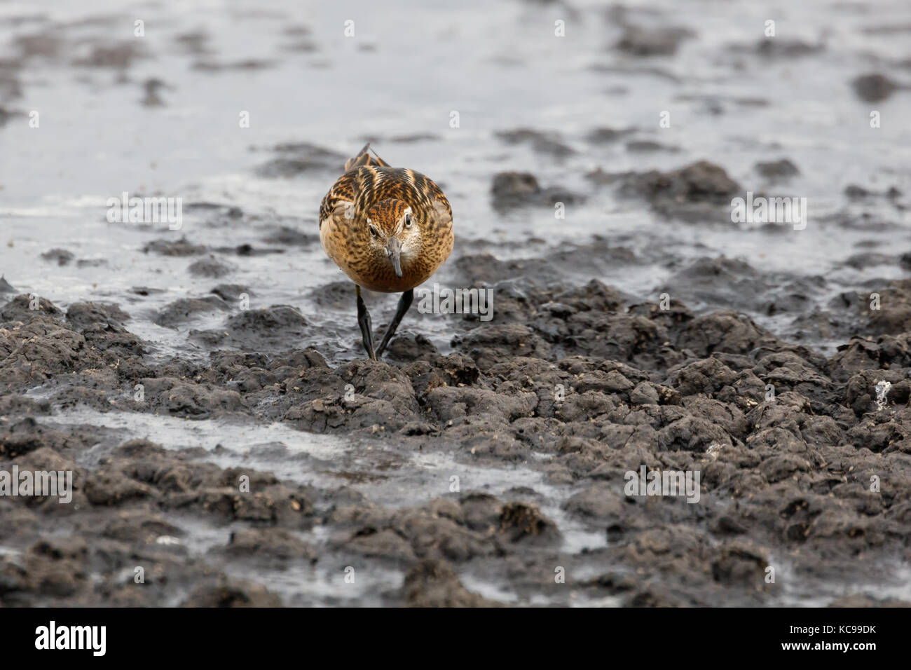 Sharp tailed sandpiper a richmond bc canada 2017 sep. Foto Stock