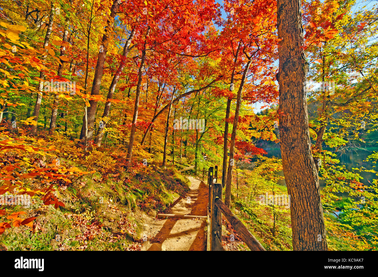 Percorso attraverso la foresta di caduta in brown county state park in indiana Foto Stock