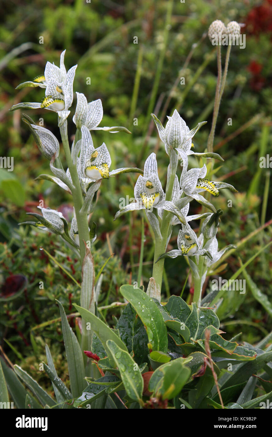 Orchidea in porcellana nelle montagne del Cile del Sud Foto Stock