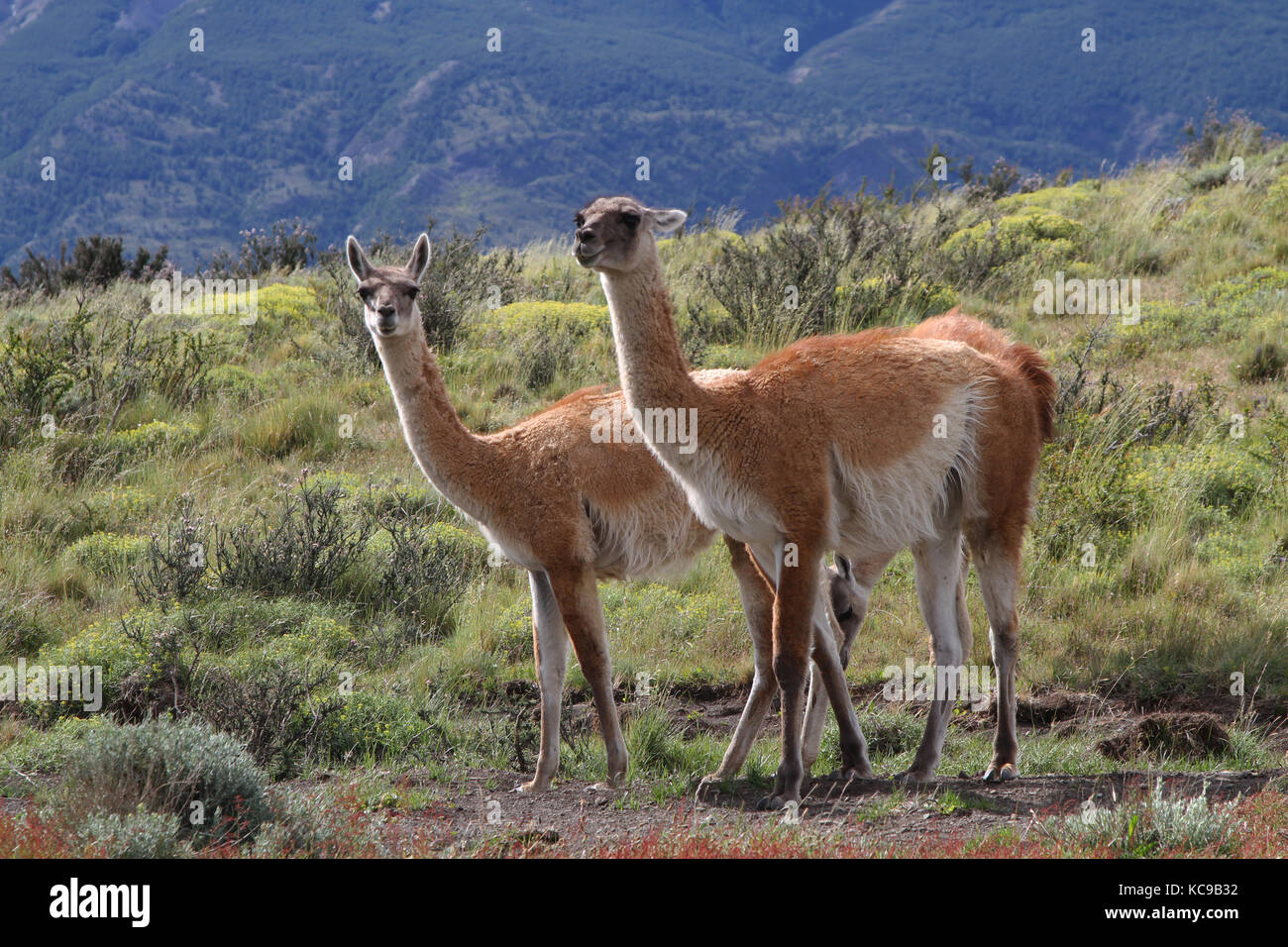 Due Guanacos nel parco nazionale Torres del Paine Foto Stock