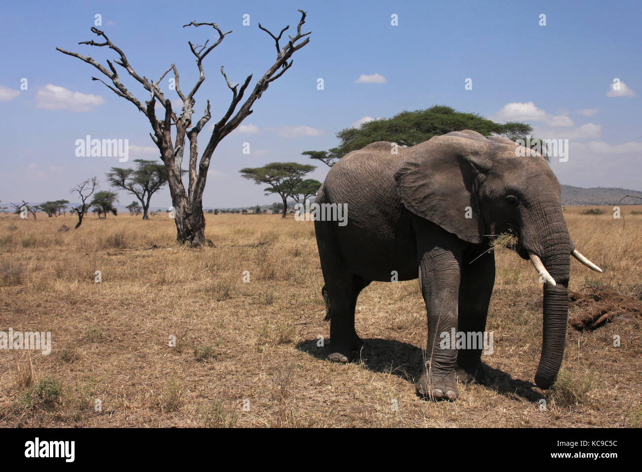 Elefante di Serengeti Foto Stock