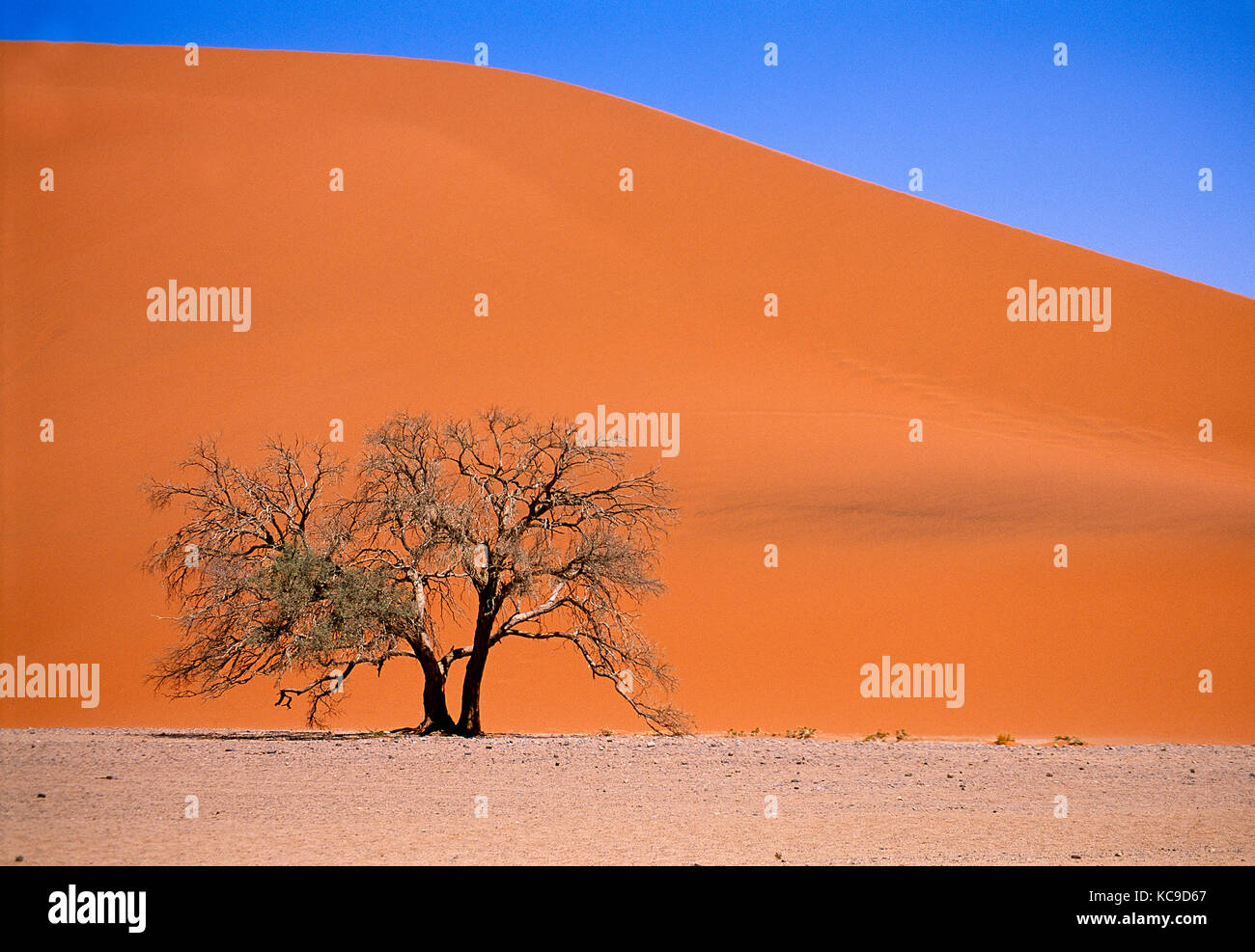 La Namibia. Deadvlei paesaggio desertico con albero morto. Foto Stock