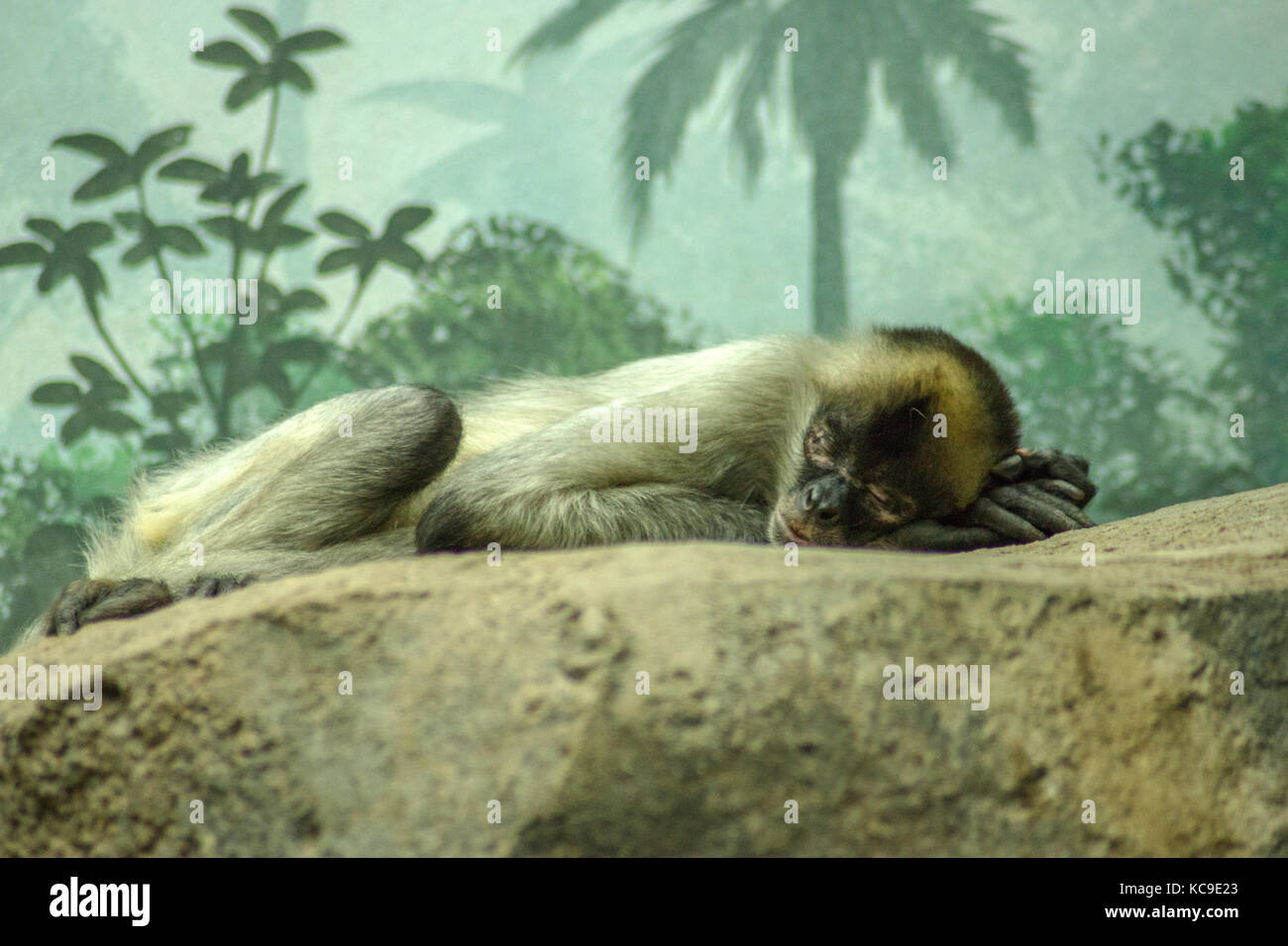 Sleepy monkey Foto Stock