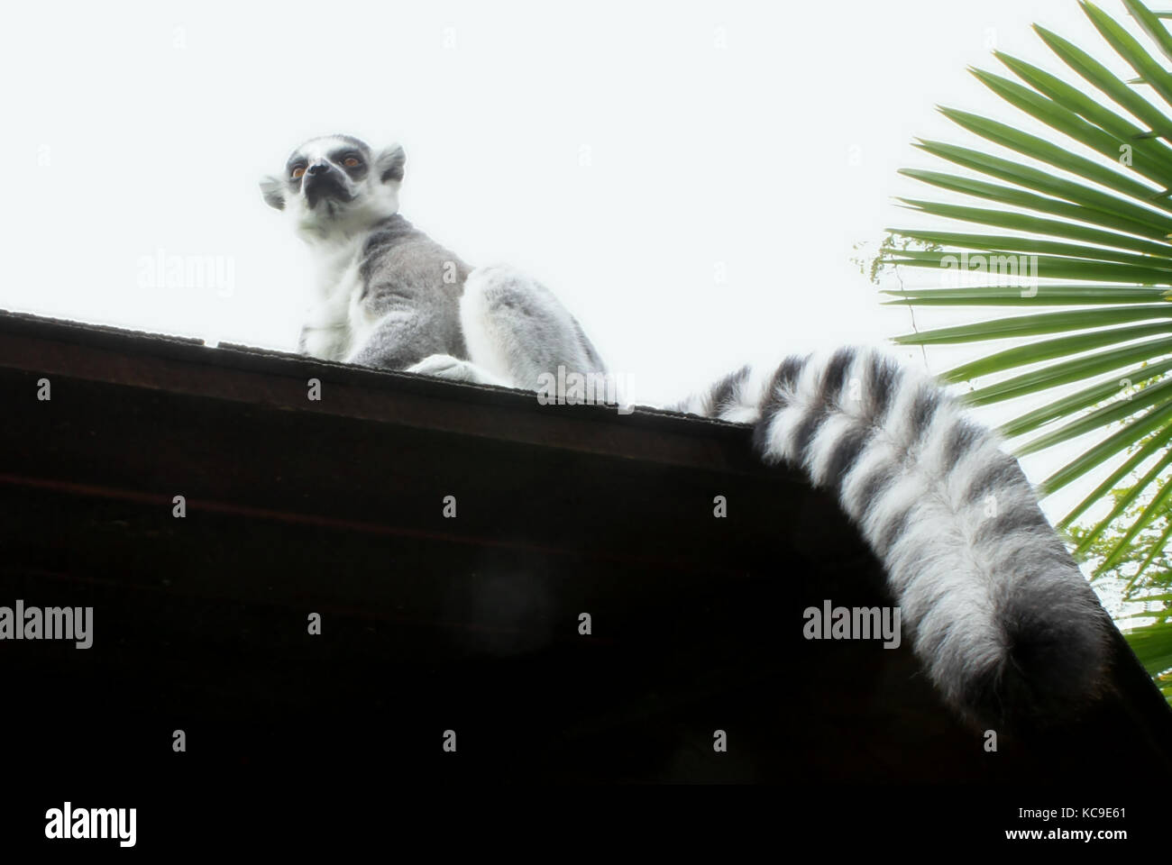 Lemuri (Lemur catta) (4) Foto Stock