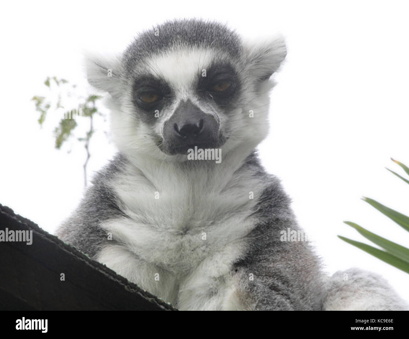 Lemuri (Lemur catta) (6) Foto Stock