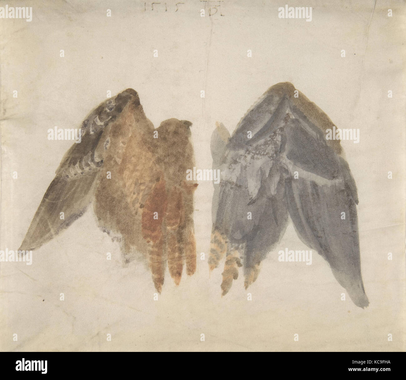 Tarabuso ali: uno studio che mostra entrambi i lati, nel modo di Albrecht Dürer, 1515 Foto Stock