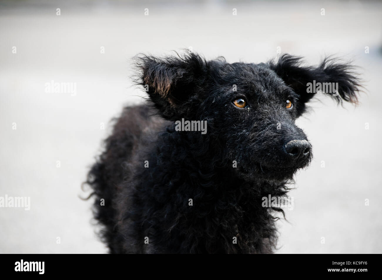 Ritratto di cane nero che guarda lontano dalla telecamera su sfondo bianco Foto Stock