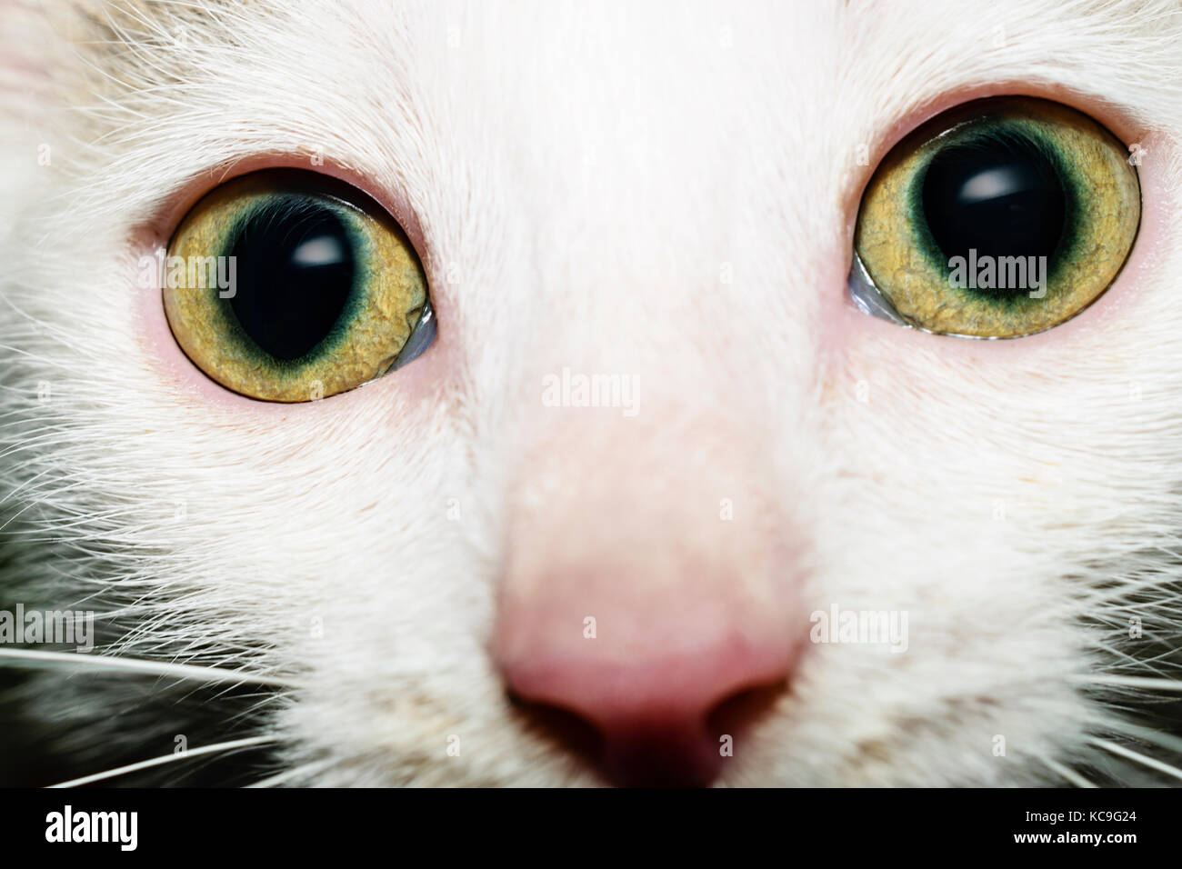 Vista frontale ritratto della bella bianco gattino con intricati verde chiaro occhi guardando la fotocamera Foto Stock