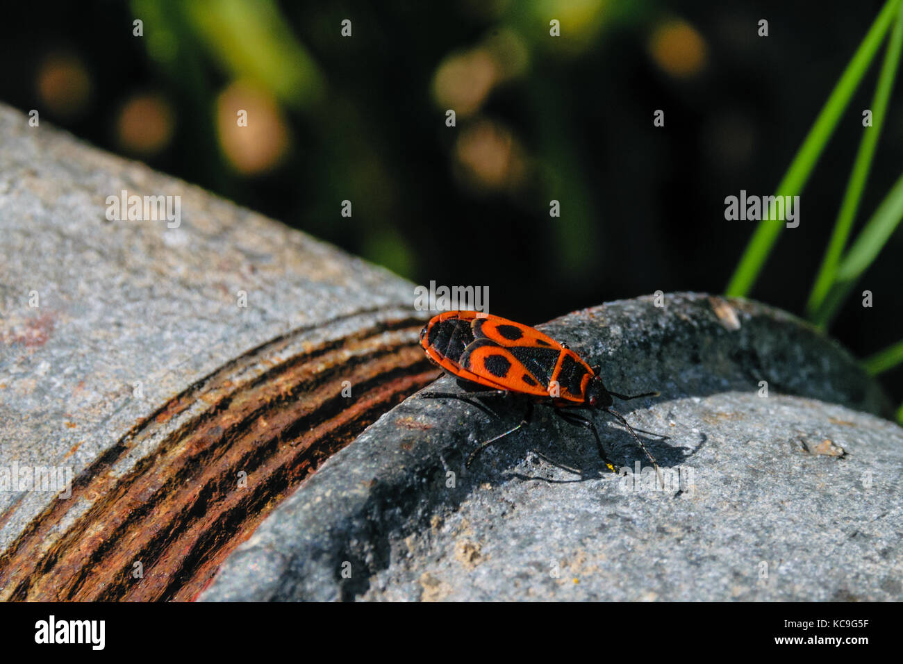 Extreme close-up di firebug o pyrrhocoris apterus arrugginito sul tubo di ferro Foto Stock