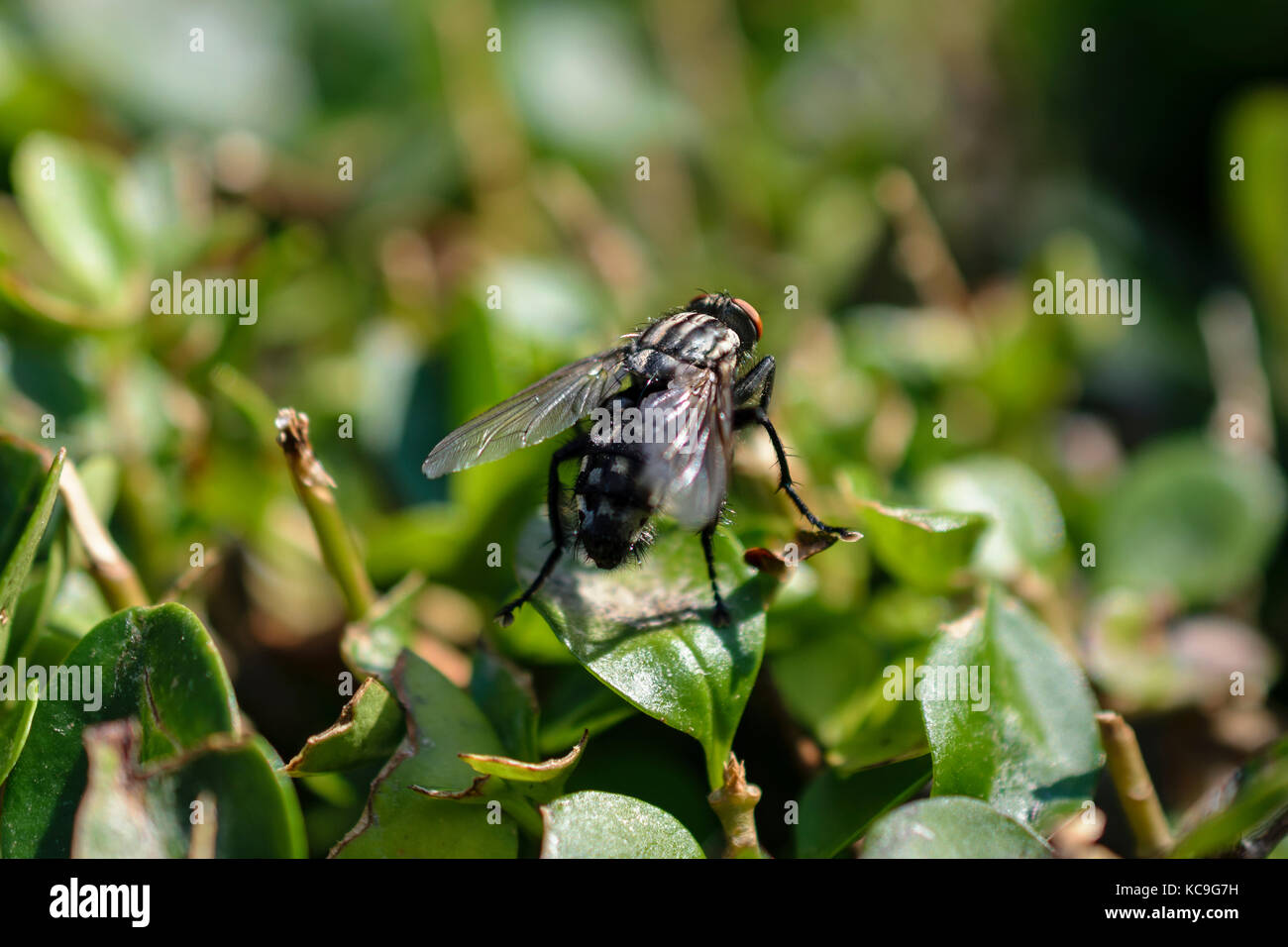 Close-up di comune o housefly Musca domestica si appollaia su piccola foglia e crogiolarsi nella luce solare Foto Stock