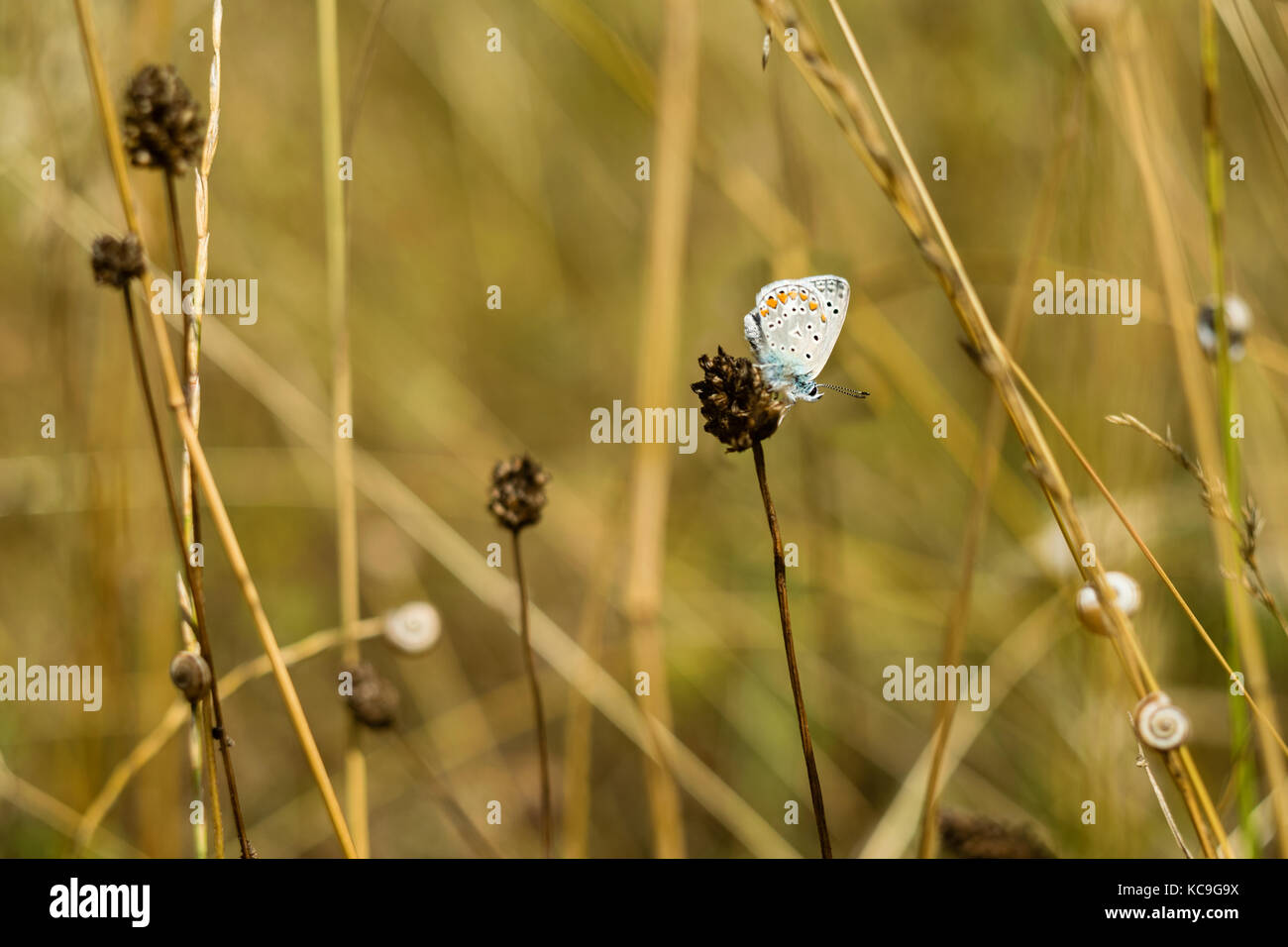 Close-up di intricati zephyr blue butterfly o plebejus pylaon appollaiato sulla pianta seccata circondato da erba di frumento e lumache Foto Stock