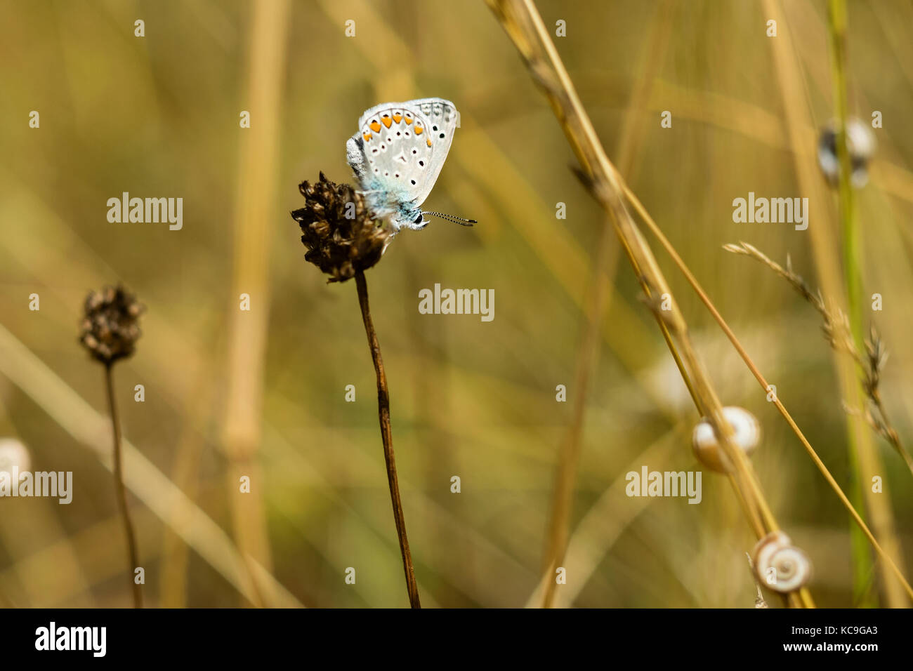 Extreme close-up di intricati zephyr blue butterfly o plebejus pylaon appollaiato sulla pianta seccata circondato da erba di frumento e lumache Foto Stock