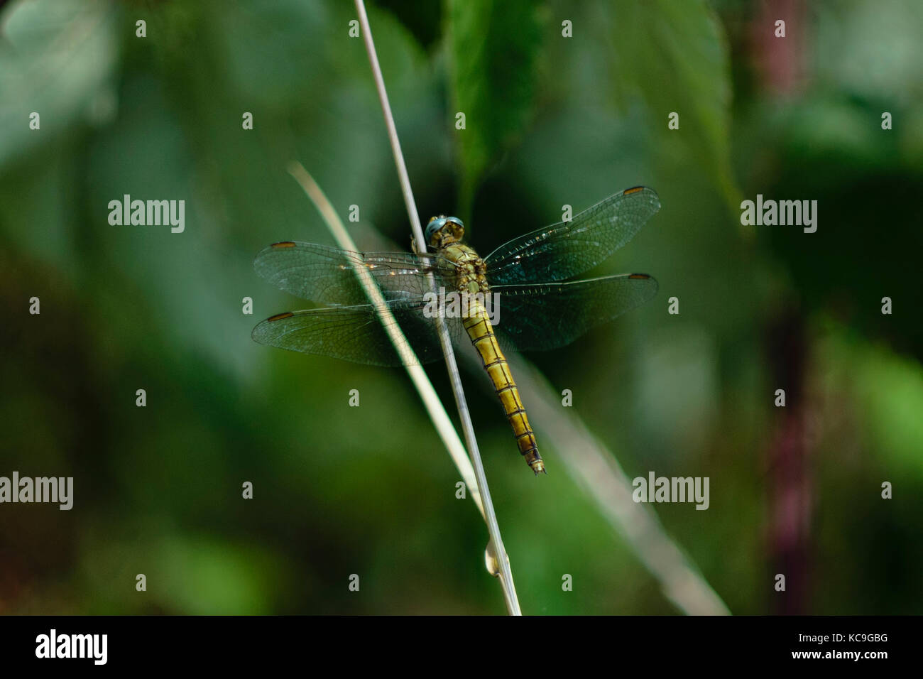 Dettagliato di close-up di giallo darter comune dragonfly o sympetrum striolatum arroccato su erba di frumento Foto Stock