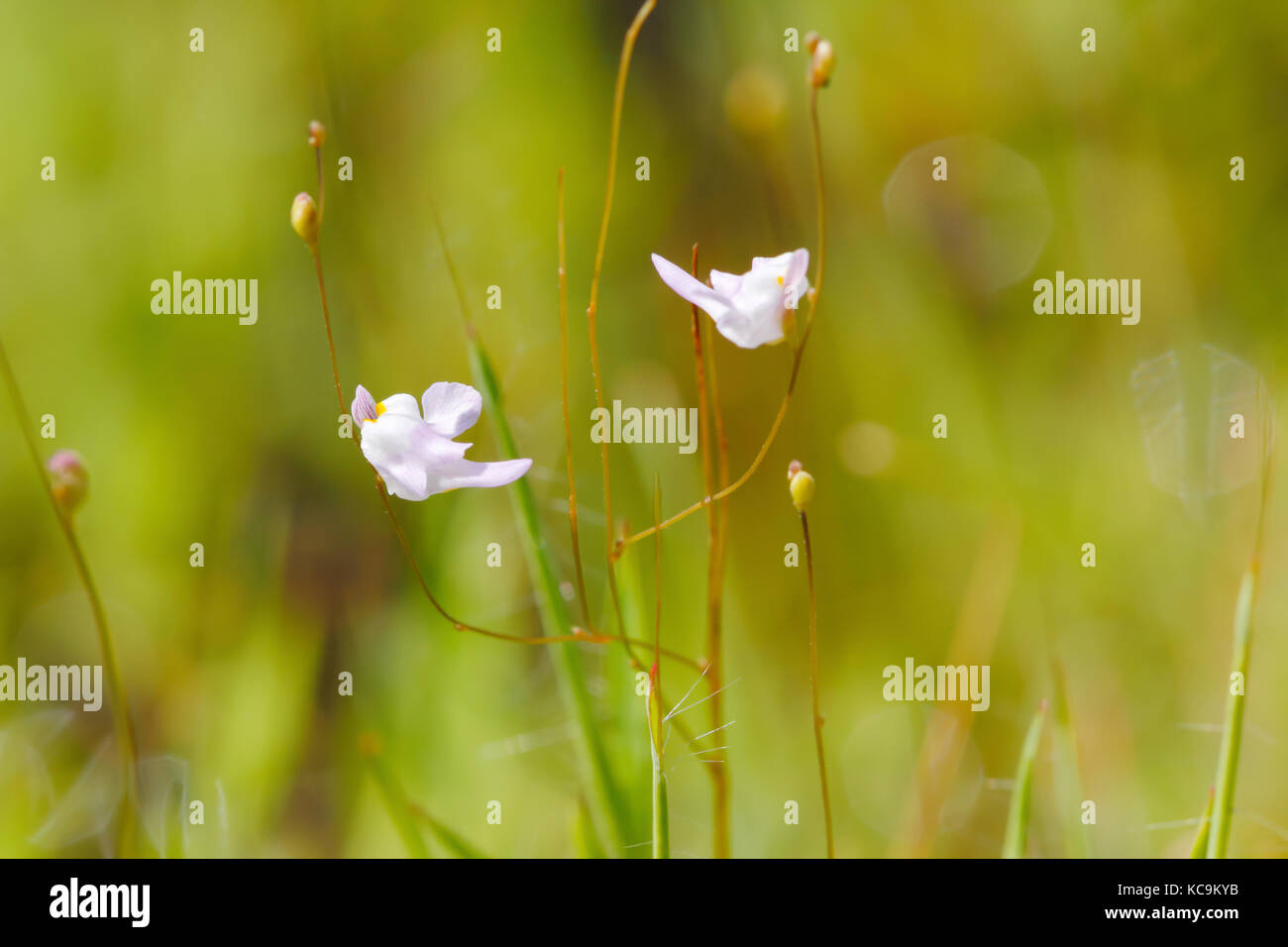 Bladderwort (utricularia minutissima): una piccola pianta carnivora / Piante insettivore dal sud-est asiatico Foto Stock