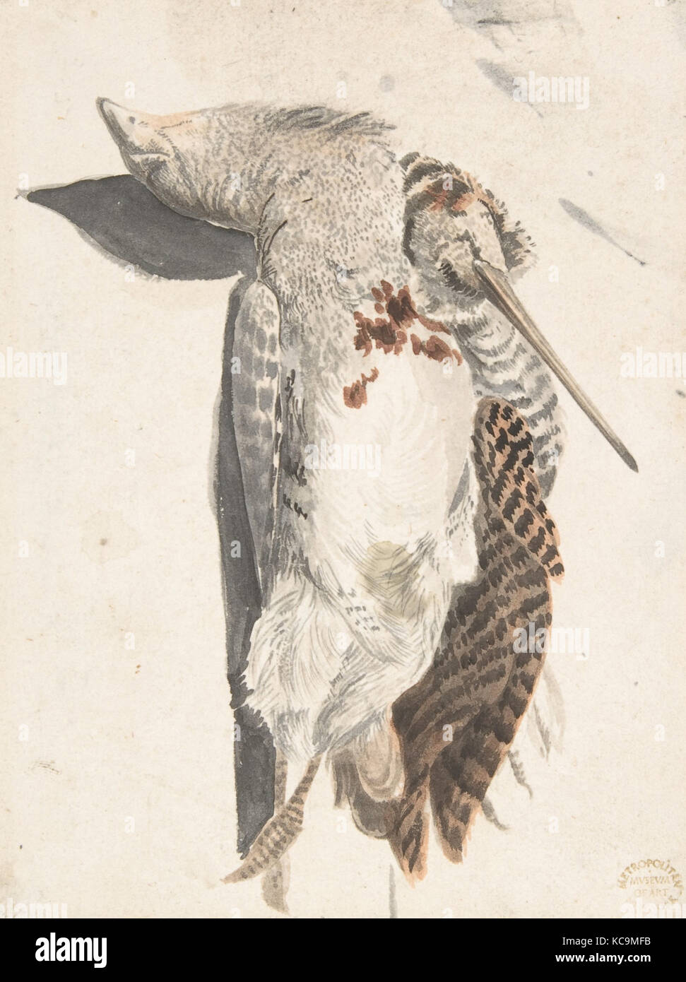 Due uccelli morti (una quaglia e un uccello Long-Beaked)., il conte Giorgio Duranti, 1685-1755 Foto Stock Due uccelli morti (una quaglia e un uccello Long-Beaked)., il conte Giorgio Duranti, 1685-1755 Foto Stock