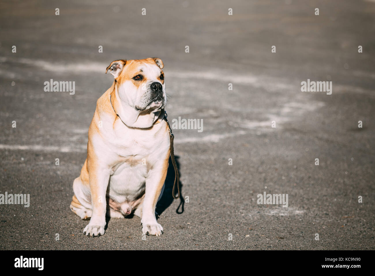 Ca de Bou o perro de presa mallorquin è un tipico cane molosso. outdoor. spazio copia Foto Stock