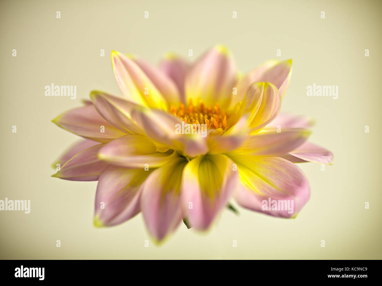 Vista laterale di una rosa e giallo fiore dahlia isolato su una luce sfondo colorato. macro studio shot. Il simbolo di eleganza, la dignità e la fedeltà. Foto Stock