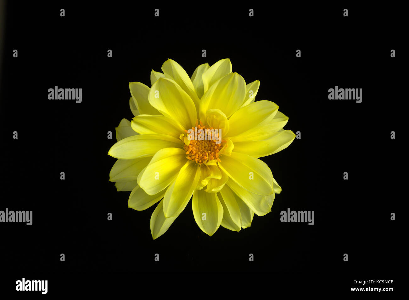 Un bel ritratto di un singolo giallo fiore dahlia set contro uno sfondo nero. macro. Simbolo di eleganza,la dignità e la fedeltà. Foto Stock