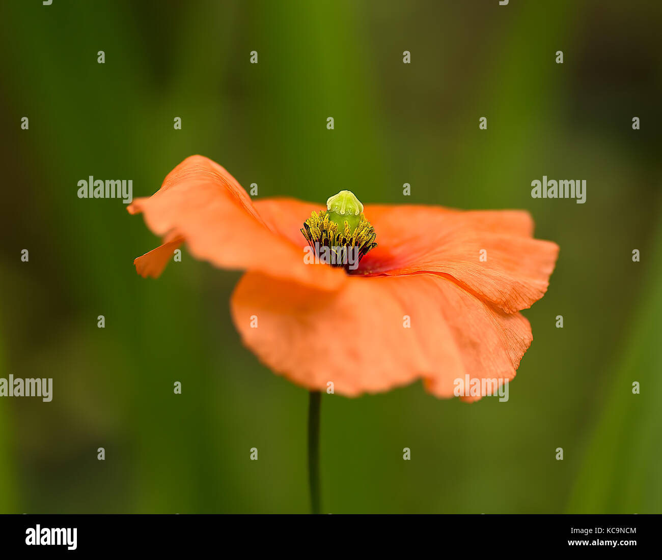 Un unico delicato fiore di arancia di welsh papavero, meconopsis cambrica, impostare contro uno sfondo sfocato. Foto Stock