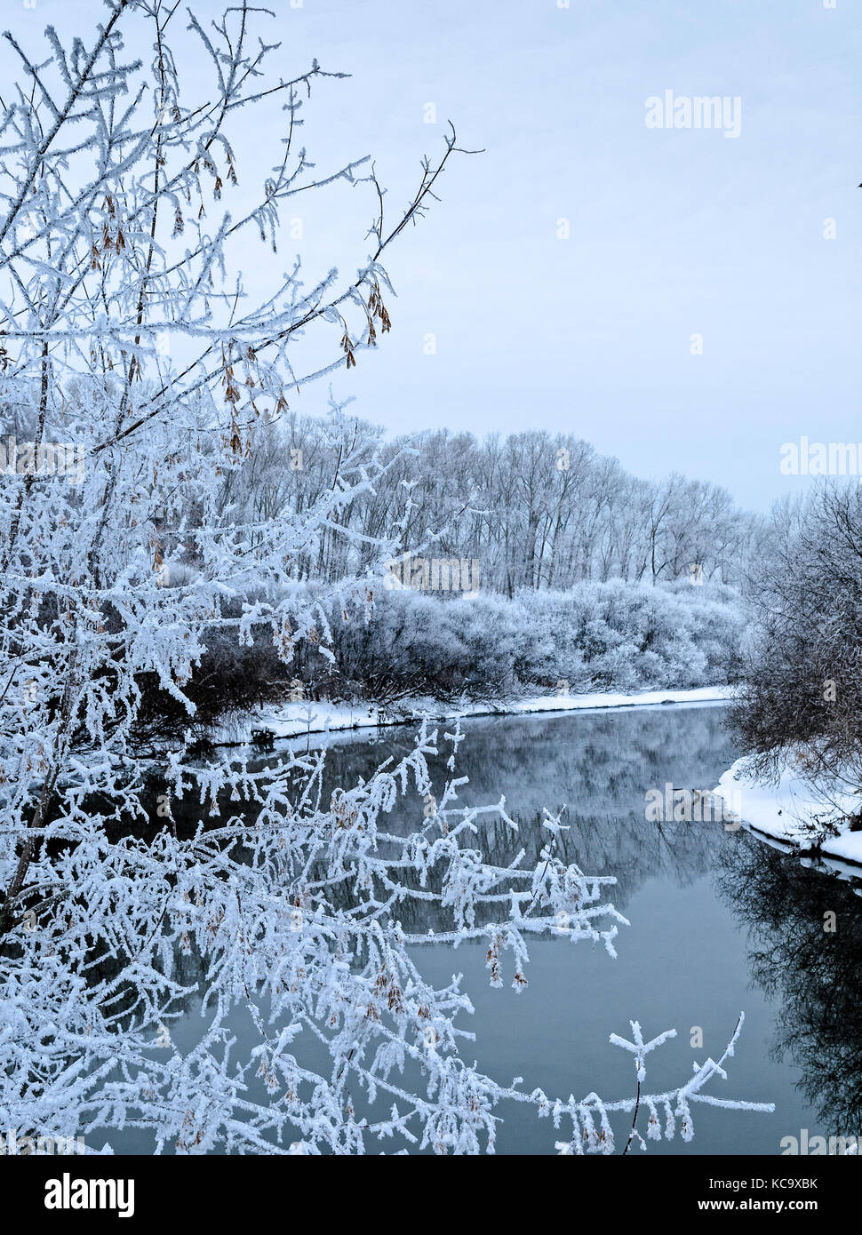 Paesaggio invernale. alberi ghiacciati attorno al fiume Foto Stock