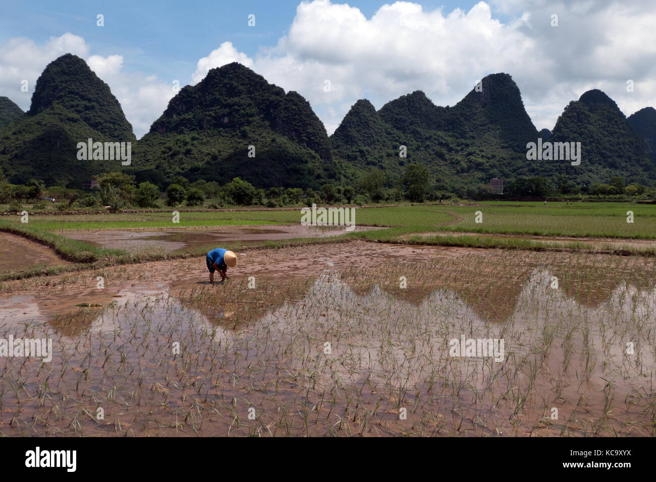 Uomo che lavora come contadino in risaia, piantagione di piante di riso in yangshuo campagna, Guangxi, Cina, Asia. Il cinese contadino al lavoro. agricoltura cinese Foto Stock