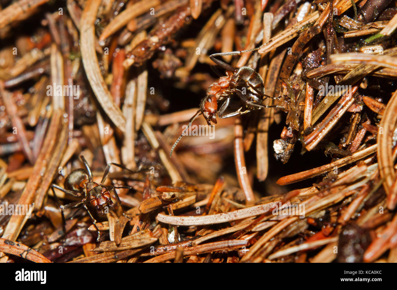 Red wood ant rendendo un atteggiamento aggressivo, pronto a spruzzo di acido formico a un utente malintenzionato di il suo nido Foto Stock